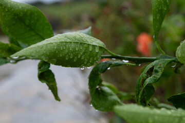 Drops of water on leaves during cloudy weather. Fresh air