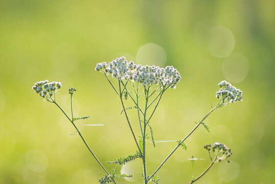 Fototapeta white meadow flower on green background