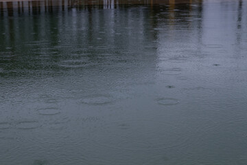 rain drips onto puddles. water surface, gray and cloudy weather
