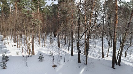 At the beginning of spring, winter has been delayed. The sun illuminates the trees, but it is snowing. Snowflakes swirl in the wind, slowly covering the park with snow. The trees cast shadows