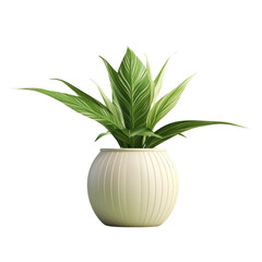 House Plants in White Pots on Transparent Background: Bohemian Style Tropical Plant in Ceramic Pot. Plain Isolated on a white Background.