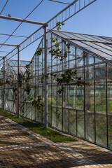 Obraz premium View from the outside of the greenhouses. Bright sunny day. greenery