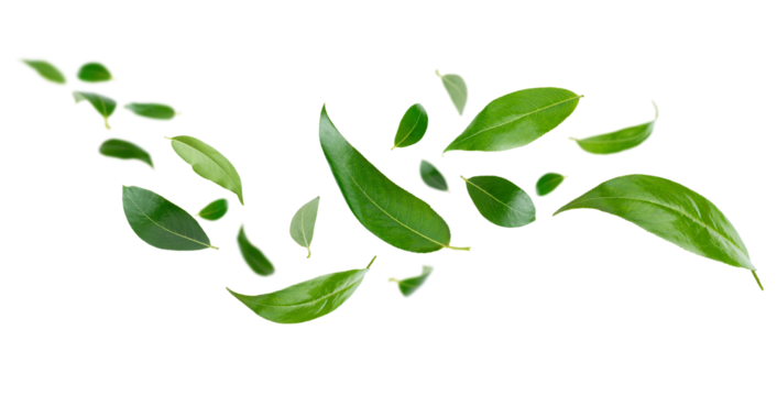 Flying green leaves isolated on white background.