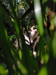 cat hiding in the tree