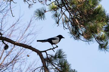 A magpie standing on a pine branch.