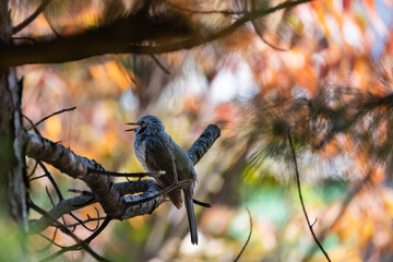 A brown-eared bulbul sits on a tree branch and sticks out its tongue.