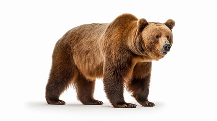 Obraz premium A bear on a white background