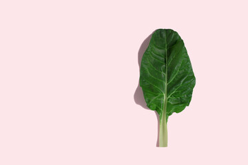 Raw chard on pink background. Minimal food concept.