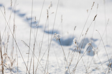 Dry grass under the cover of fluffy snow close-up.