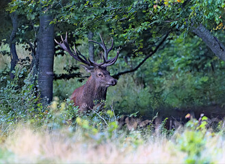 cerf du Vercors