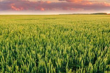 beautiful landscape of green young spring of summer wheat field during sunset or sunrise with young crop and amazing cloudy sky on background.