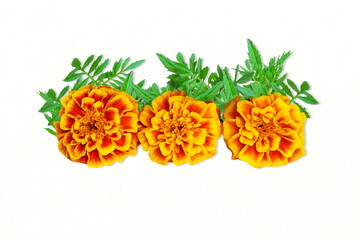 Obraz premium marigold flower garland with leaves,also known in india toran,ful haar for indian religious festival,marriage,weeding decoration,invitation,diwali,new year,dasara concept,white background,copy space
