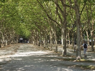 Platan alley in a city park