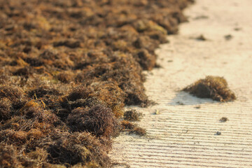 Harvesting seaweed, Gracilaria