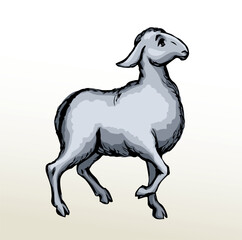 Vector drawing. Cute small sheep
