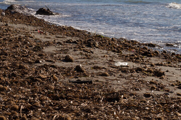A lot of algae, garbage and Neptune balls on the beach