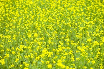 Winter Mustard Flowers or cultivated for its mustard oil