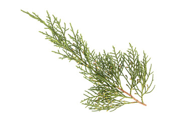 Juniper twig isolated on transparent background