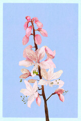Ilustracja krzew kwiat dyptam w różowych pastelowych kolorach  niebieskie tło.