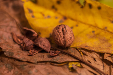 Beautiful autumn still life. Walnuts for making tea.