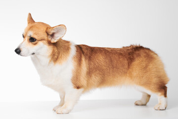 Pembroke Welsh Corgi portrait isolated on white studio background with copy space, purebred dog