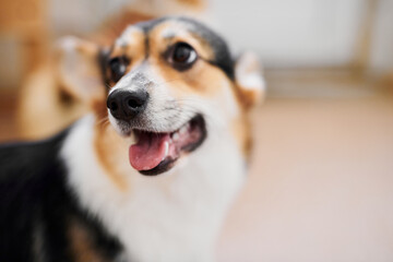 Pembroke Welsh Corgi on studio background, close-up portrait of dog muzzle