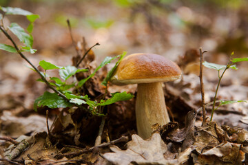 Single Boletus mushroom in the wild. Porcini mushroom grows on the forest floor at autumn season..