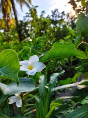 Obraz premium flower in the garden