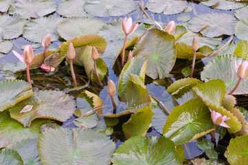 light pink water lilies blossoms in a pond