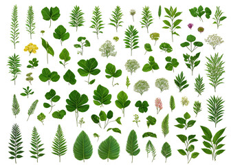 An organic tapestry of vibrant petals and verdant foliage, a visual symphony of nature's ever-changing beauty. 