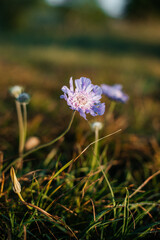 purple flower in dew at dawn