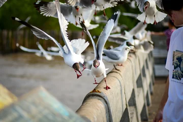 Foto op Aluminium swans on the river © Siri.P