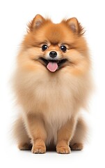 Pomeranian dog sitting at the camera in front isolated of white background