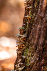 Fall Mushrooms