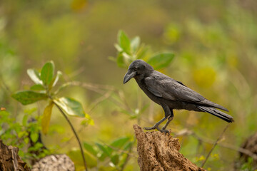 The Banggai crow is a member of the crow family from the Banggai regency in Indonesia's Central...