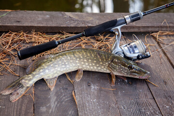 Freshwater pike and fishing equipment lies on wooden background with yellow leaves..