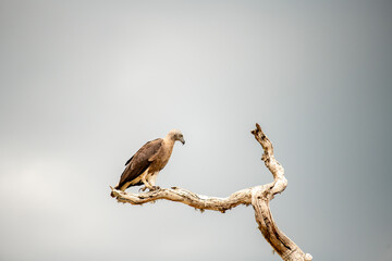Ichthyophaga Ichthyaetus ; The grey-headed osprey is a fish-eating bird of prey from South East Asia.