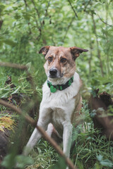 Portrait of a White and brown dog with a sad expression in a woodland covered with flowering bear garlic. Funny views of four-legged pets