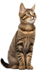 American Short Hair Cat sitting at the camera in front isolated of white background