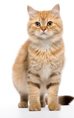 Munchkin Fluffy Cat sitting and looking at the camera in front isolated of white background