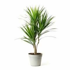 Indoor plant. Dragon tree. Potted plant Dracaena draco isolated on white background