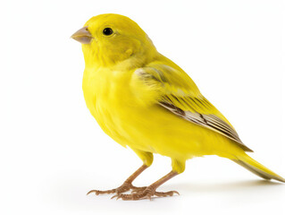 Canary Studio Shot Isolated on Clear White Background, Generative AI