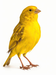 Canary Studio Shot Isolated on Clear White Background, Generative AI