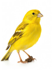 Canary Studio Shot Isolated on Clear White Background, Generative AI