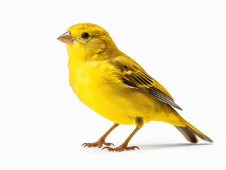 Canary Studio Shot Isolated on Clear White Background, Generative AI