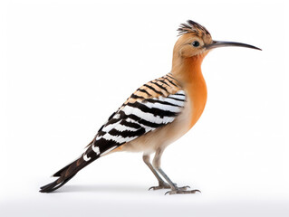 Obraz premium Hoopoe Studio Shot Isolated on Clear White Background, Generative AI