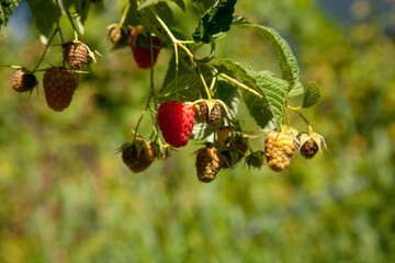 Ripe and unripe raspberry in the fruit garden. Growing natural bush of raspberry. Branch of raspberry in sunlight.