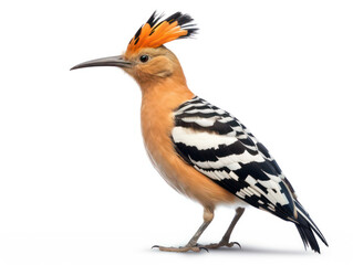 Fototapeta premium Hoopoe Studio Shot Isolated on Clear White Background, Generative AI