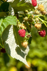 Ripe and unripe raspberry in the fruit garden. Growing natural bush of raspberry. Branch of raspberry in sunlight.