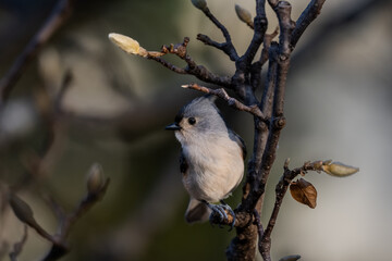 bird on a branch